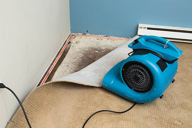 Best Mold removal after water damage  in Girard, PA